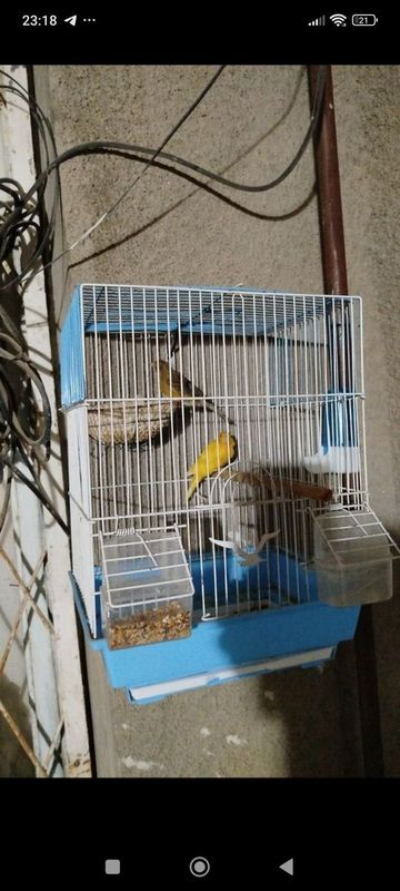 Продам канарейки Продам канарейки