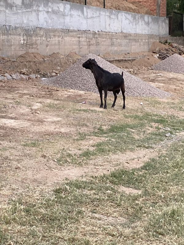 Эчки зотли такачала Эчки зотли такачала