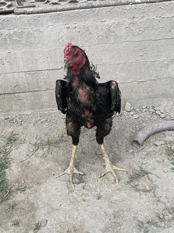 Kulangi zor xoroz sotladi