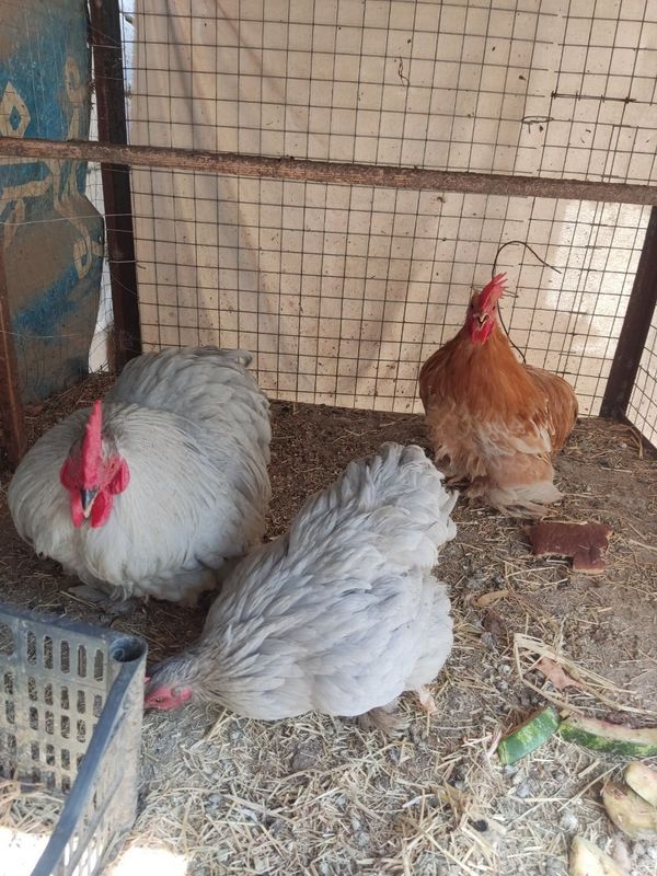 Choynak tovuqlar sotiladi Choynak tovuqlar sotiladi