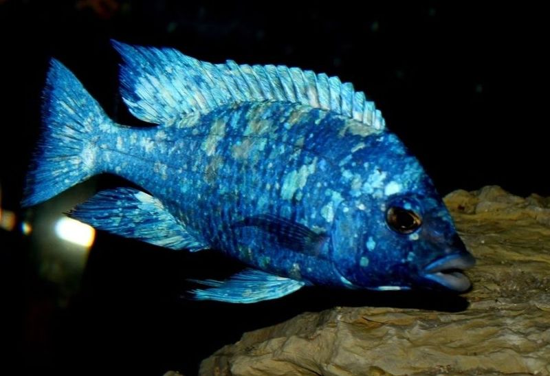 Malawi cichild placidochromis tanzaniya Malawi cichild placidochromis tanzaniya