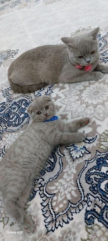 котёнок фолд от правильной вязки