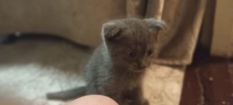 Котят продаю британский фолд Котят продаю британский фолд