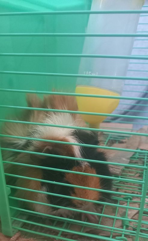 Hamyak yoki hamster