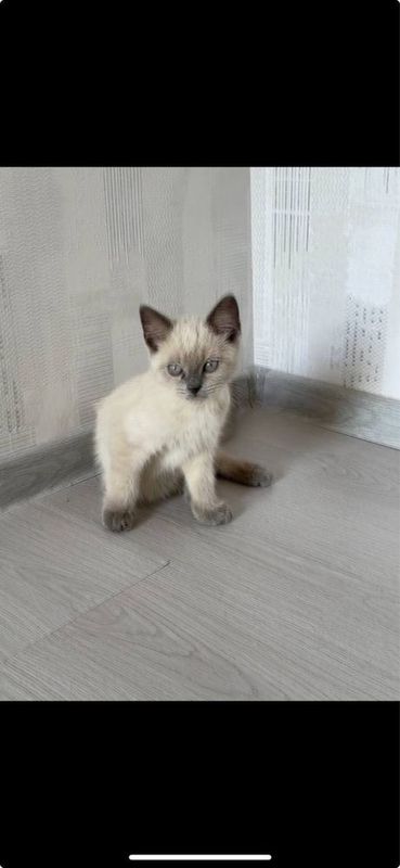 скоттиш фолд сиянскийга ухшаб қулоқ бурун панжа думини учи қора