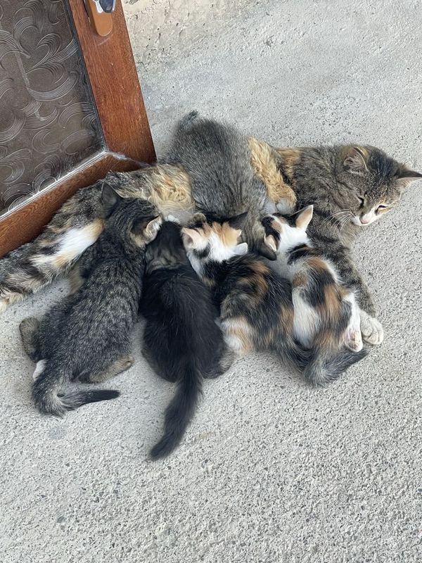 Отдам даром котят Отдам даром котят