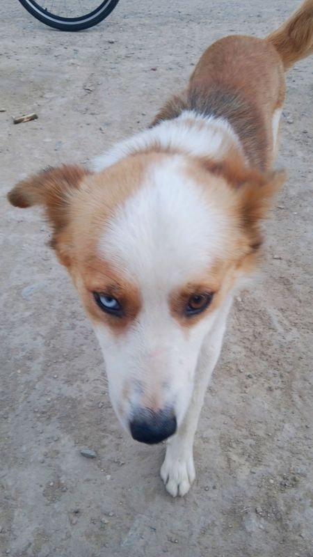 kuchuk sotiladi. Paroda bir koz moviy bir koz jiga kuchuk sotiladi. Paroda bir koz moviy bir koz jiga