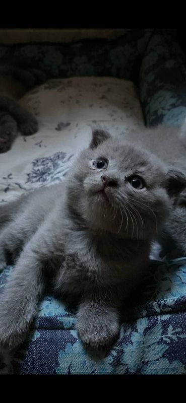 Продаются 3 котята, (1 месяц). "Шотландский веслоухий" Продаются 3 котята, (1 месяц). "Шотландский веслоухий"