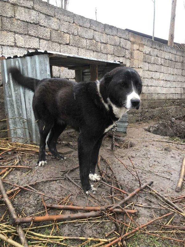 Chupon kuchugi zomn togniki onasi kangal otasi mesni alabay