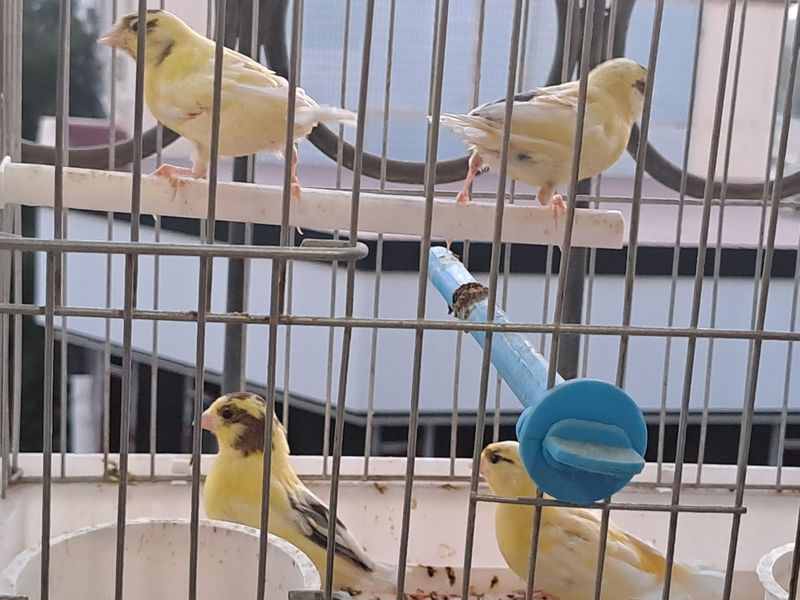 Канарейкалар сотилади Канарейкалар сотилади
