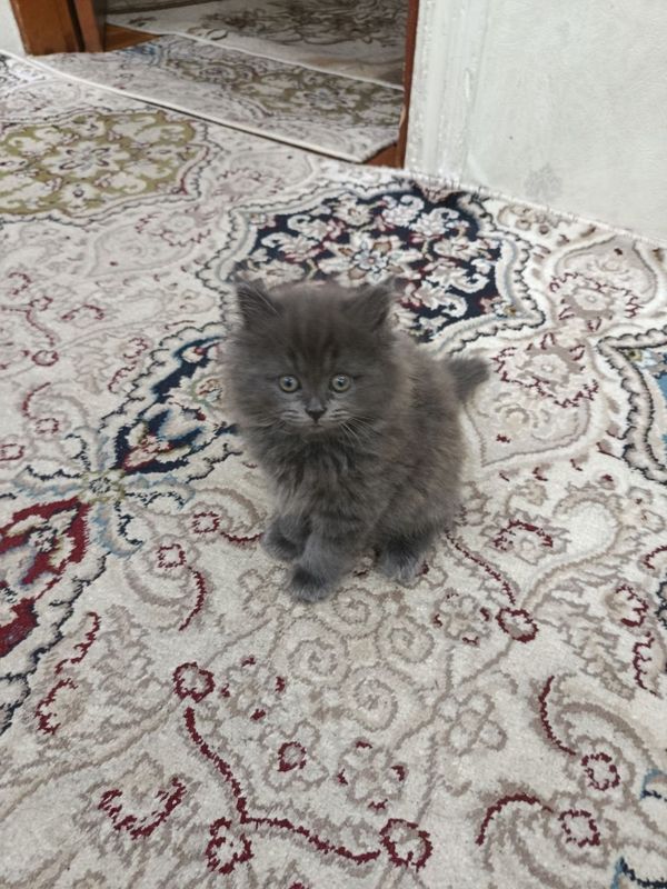 Продаются не дорого! Милые, красивые и озорные котята ищут себе добрые Продаются не дорого! Милые, красивые и озорные котята ищут себе добрые