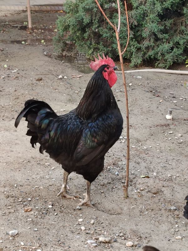 Horoz endi qichqirdi Horoz endi qichqirdi