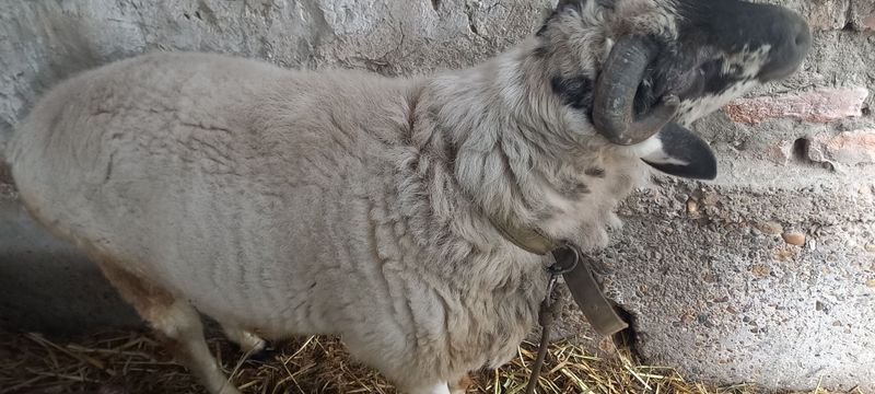 Казоки ва дурака кучкор сотилади, 2йиллик