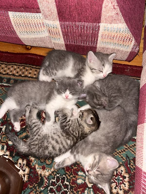 Продается котята скотеш страйт, Фолд