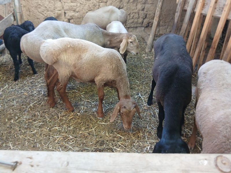 qozi qochqor solula 9 ta