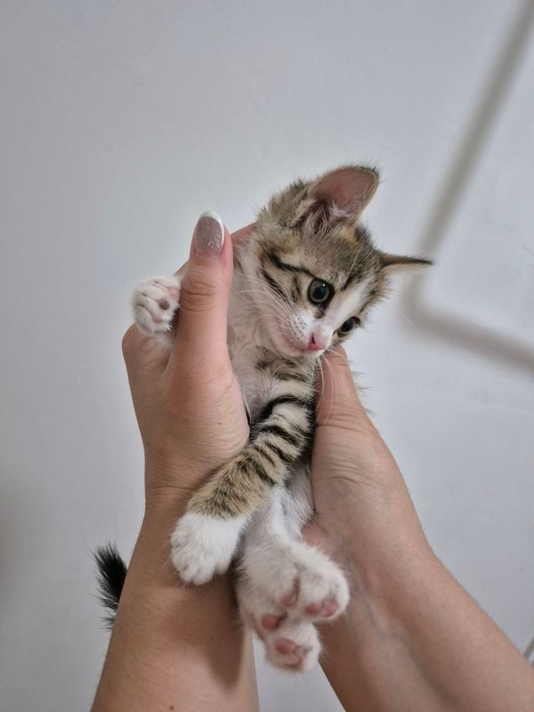 отдам котенка