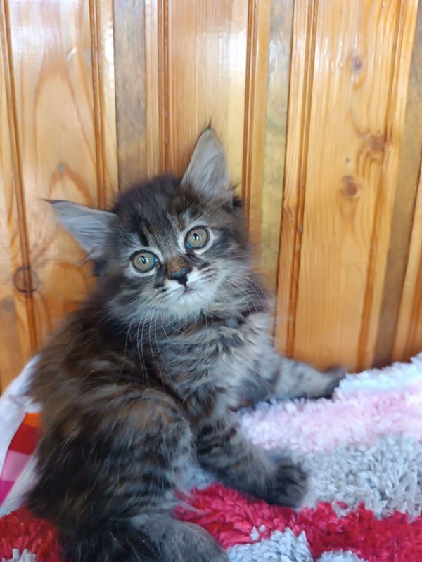 Сибирский котёнок! Сибирский котёнок!
