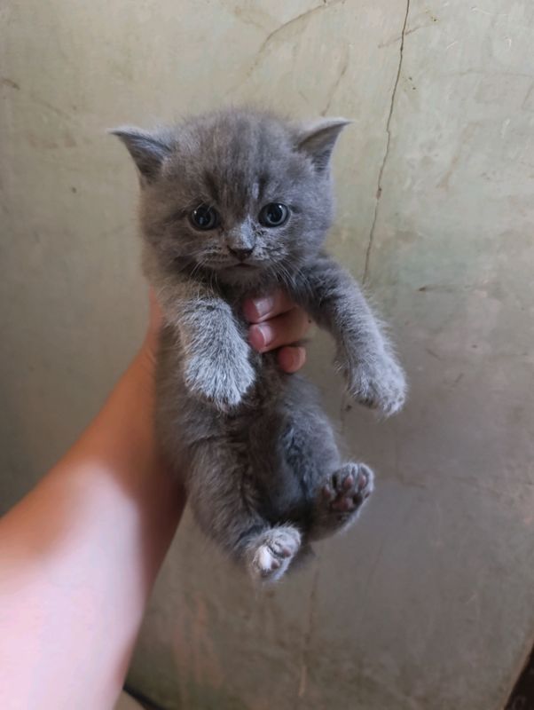 котята скотиш страйт мальчики от правильной вязки котята скотиш страйт мальчики от правильной вязки