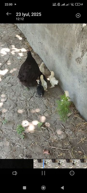 Karlik tovuqchamiz sotiladi 6 ta jujasi bilan birga Karlik tovuqchamiz sotiladi 6 ta jujasi bilan birga