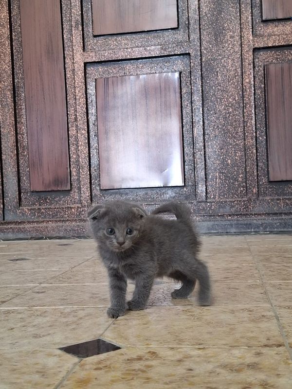 Продаётся чисто серый котёнок шотландской вислоухой породы!
