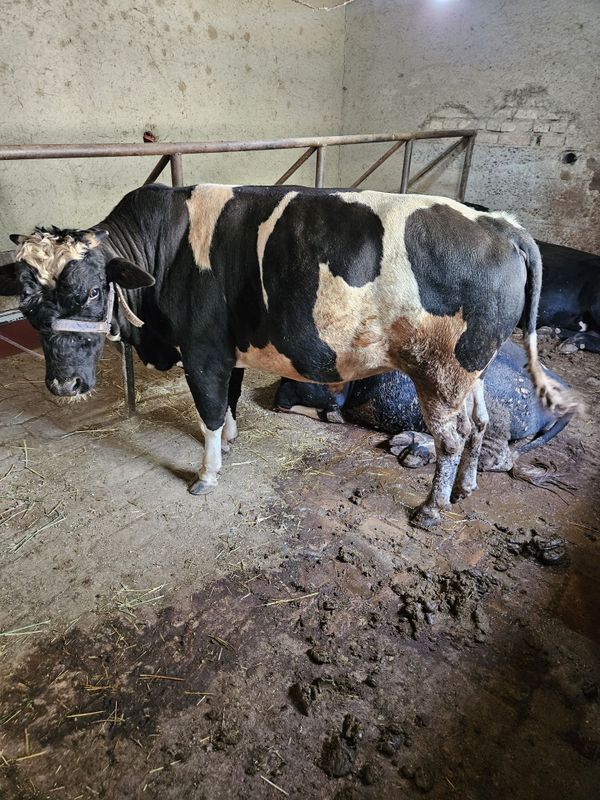 Mollar sotiladi sifatli mollar Mollar sotiladi sifatli mollar