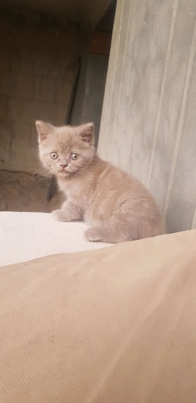 mushikcha sotiladi mushikcha sotiladi