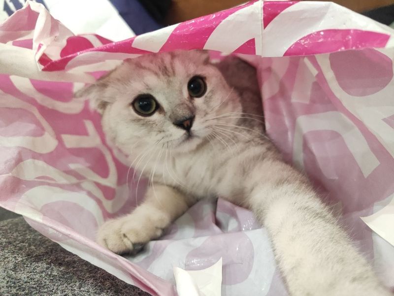 Toza zotli aqlli mushuk Toza zotli aqlli mushuk