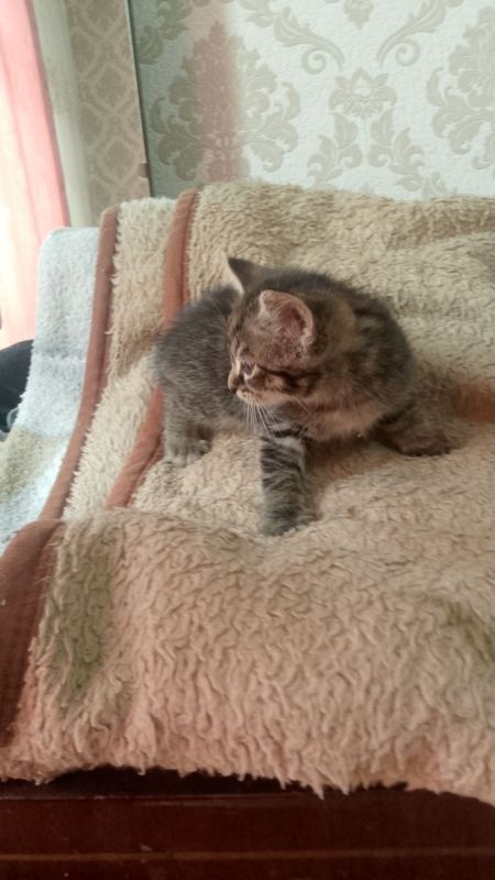 Отдам котят Бесплатно Отдам котят Бесплатно