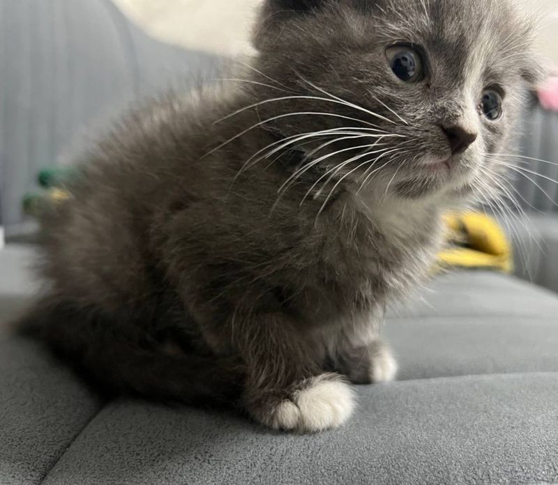 Mushukcha Skotish(Скоттиш) qiz bola Mushukcha Skotish(Скоттиш) qiz bola