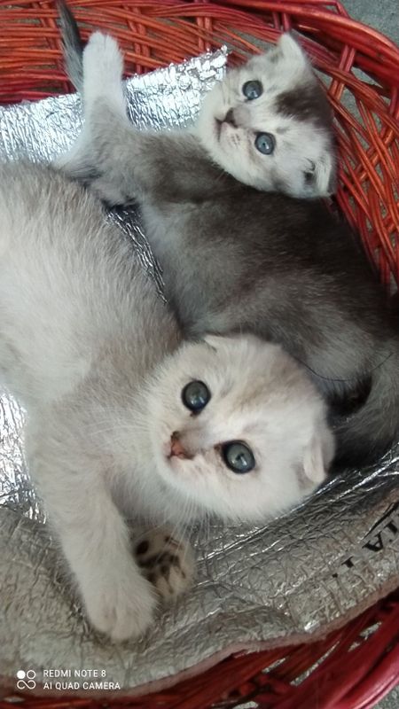 Шотландский вислаухий+Бретаниски страйт