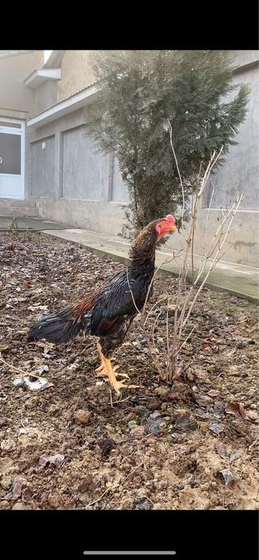 kareyski tule xoroz sotiladi srochna