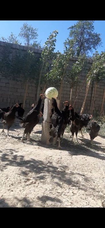 Gigat qorashaxzoda 3 oydan oshkan 4 oyliga yetib qogan xorozlar sotila
