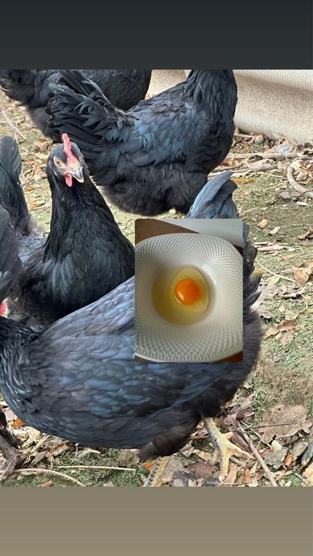 Домашние яйца, хакикий уй тухуми