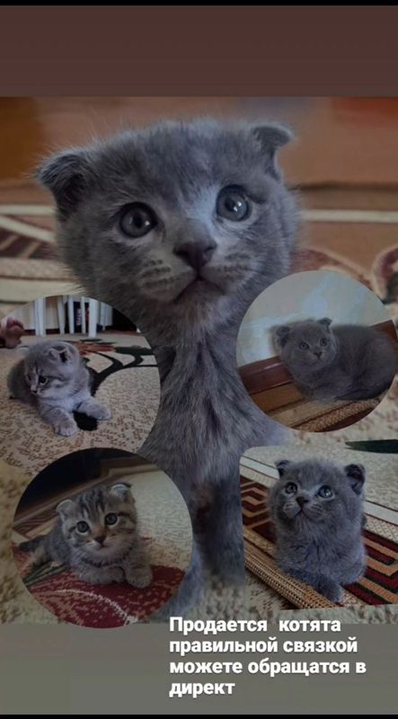 Продается котята, родились 18 июня,ходят в латок,шустрые,. Продается котята, родились 18 июня,ходят в латок,шустрые,.