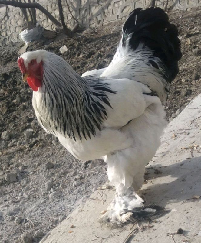 shuni xorozni bollari sotiladi shuni xorozni bollari sotiladi