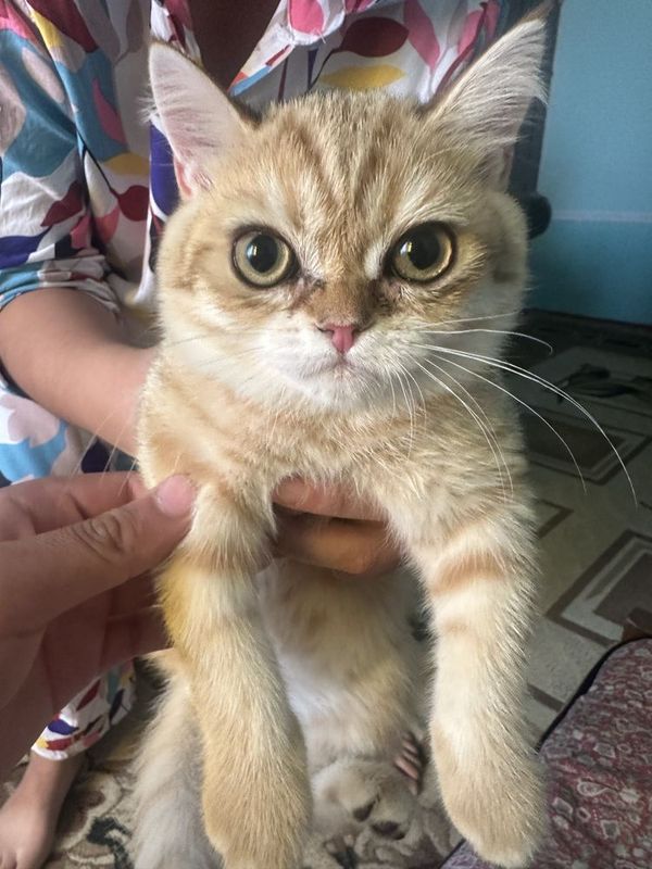 Кошка Золотая шиншилла вислоухая