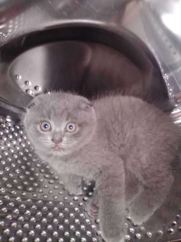 Скоттиш Фолд мальчик Скоттиш Фолд мальчик