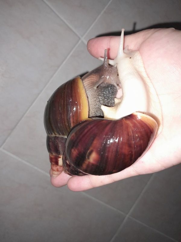 Axatina fulika standart va albinoz Axatina fulika standart va albinoz