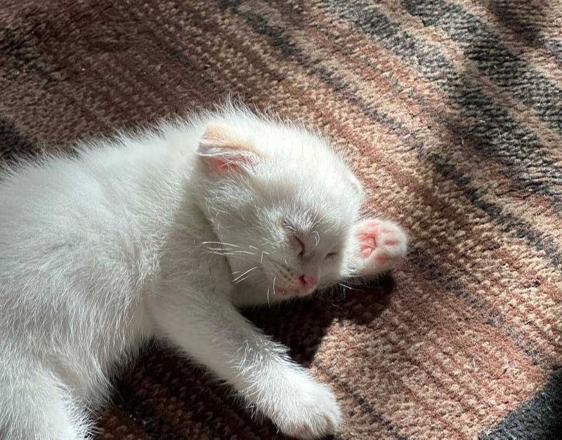 Продаю белого котенка вислоухий
