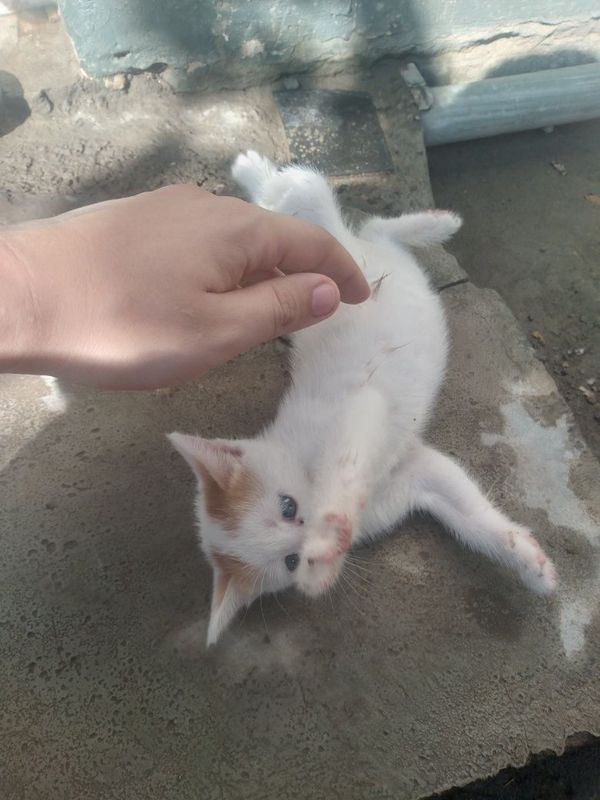 Mushukchala sotiladi Mushukchala sotiladi