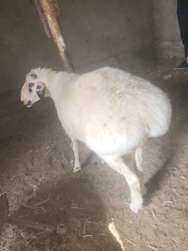 Qo'chqor .Qazoqi Qo'chqor .Qazoqi