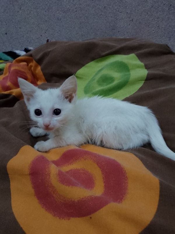 Котёнка белая. Ж Котёнка белая. Ж