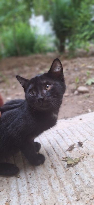 Котенок в хорошие руки Котенок в хорошие руки