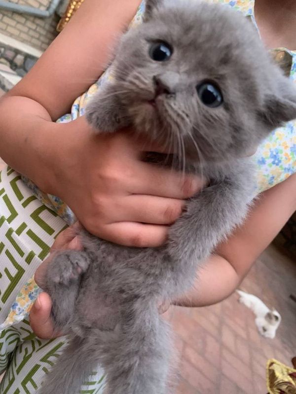 Котики 2 девочки 2 мальчика СРОЧНО! Котики 2 девочки 2 мальчика СРОЧНО!
