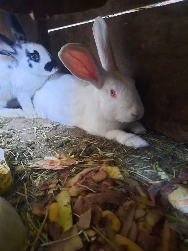 Erkak va ayol quyonlar