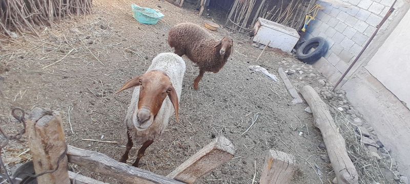 Qoylar zor narxda sotiladi Qoylar zor narxda sotiladi