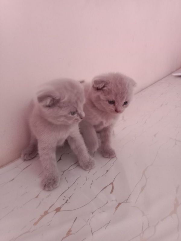 Шатланский висла уха