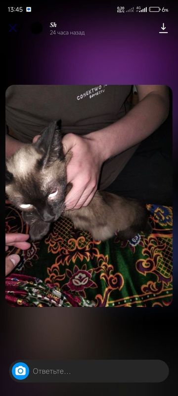 Британские кошка Британские кошка