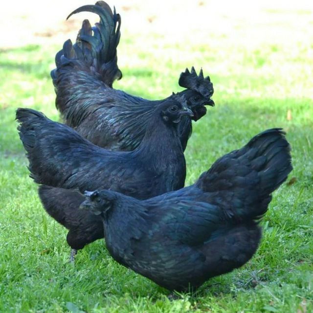 Ayam cemani tuxumiga zakaz olaman