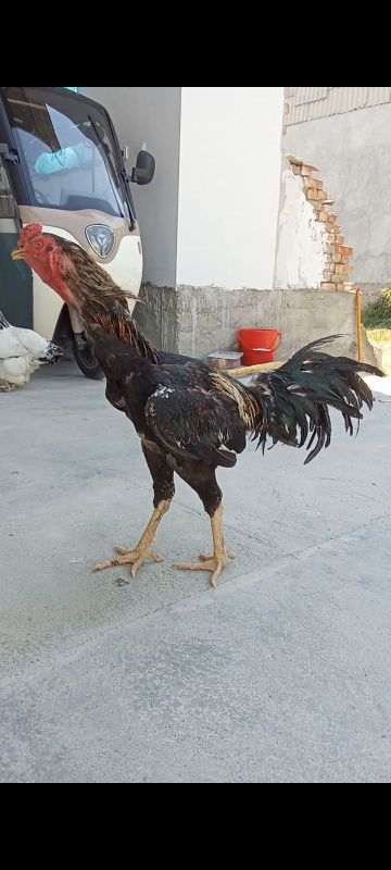 Даканг Хуроз сотилади